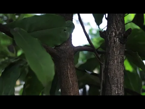 Tree Talk: Kamagong | RAFI Cebu